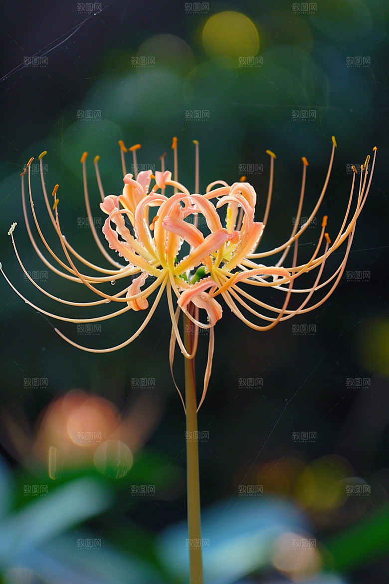 彼岸花花朵冥界之花摄影图