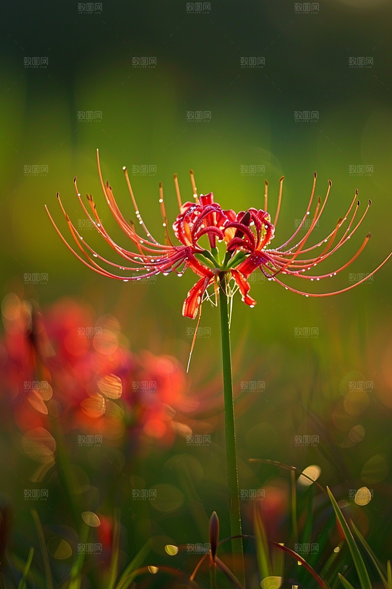 彼岸花高清花卉摄影图