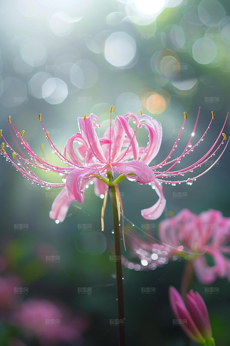 彼岸花花卉植物摄影图