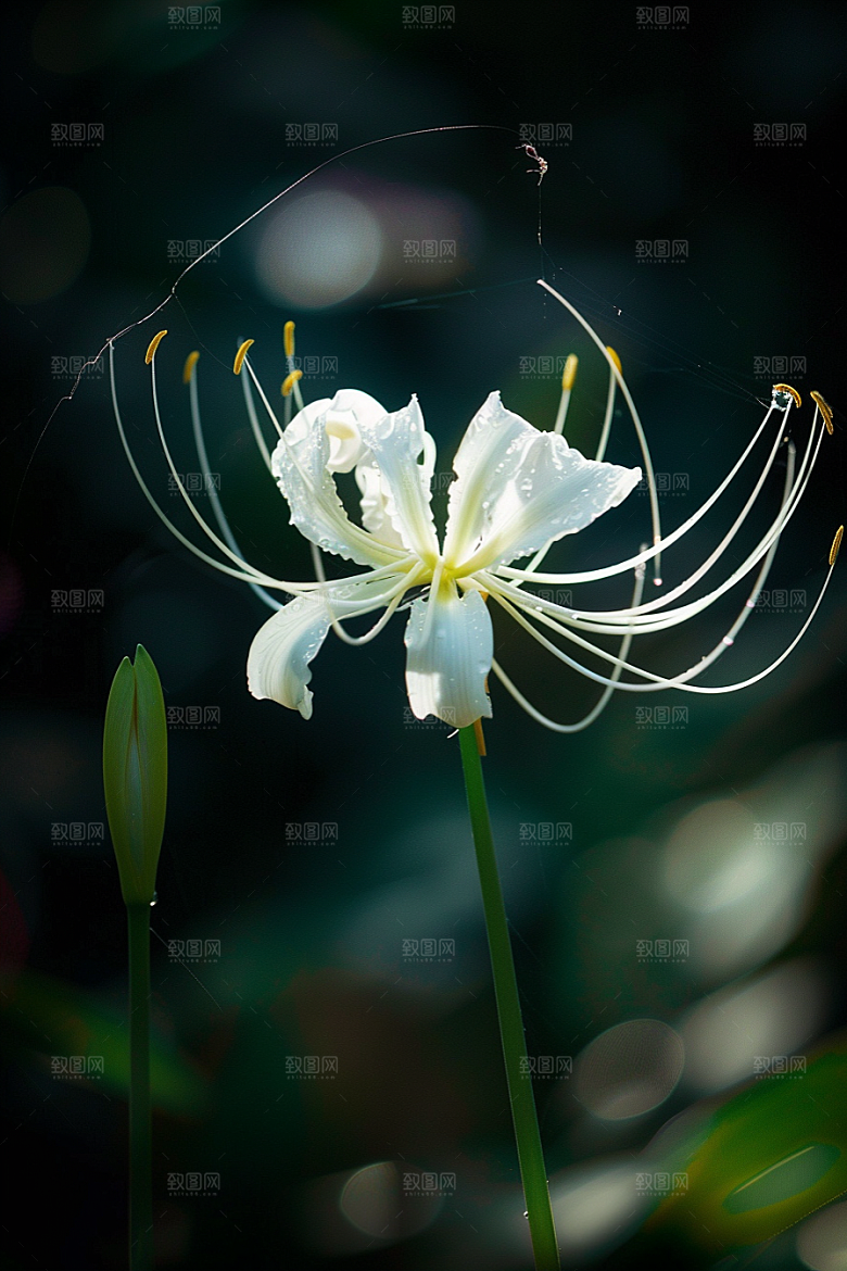 彼岸花冥界之花特写摄影图