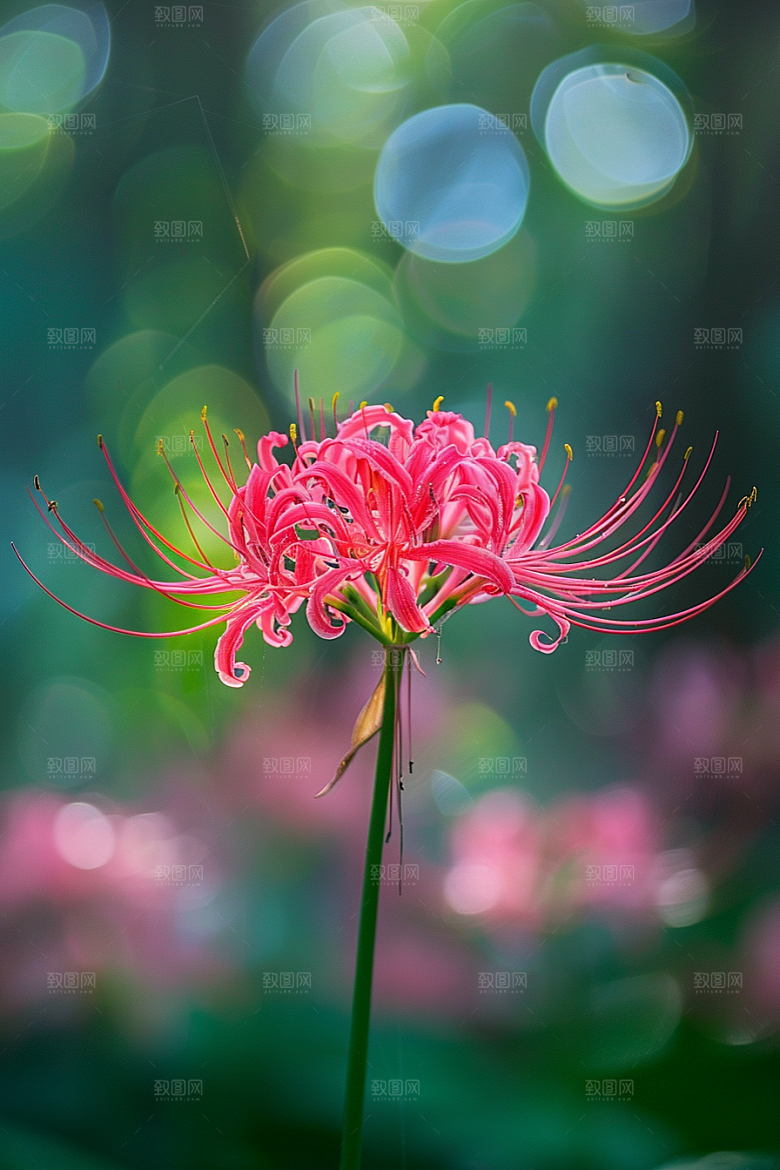 彼岸花特写冥界之花摄影图
