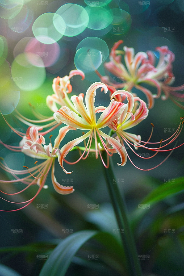 彼岸花冥界之花花朵摄影图