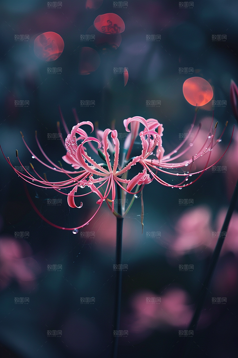 彼岸花特写花朵摄影图