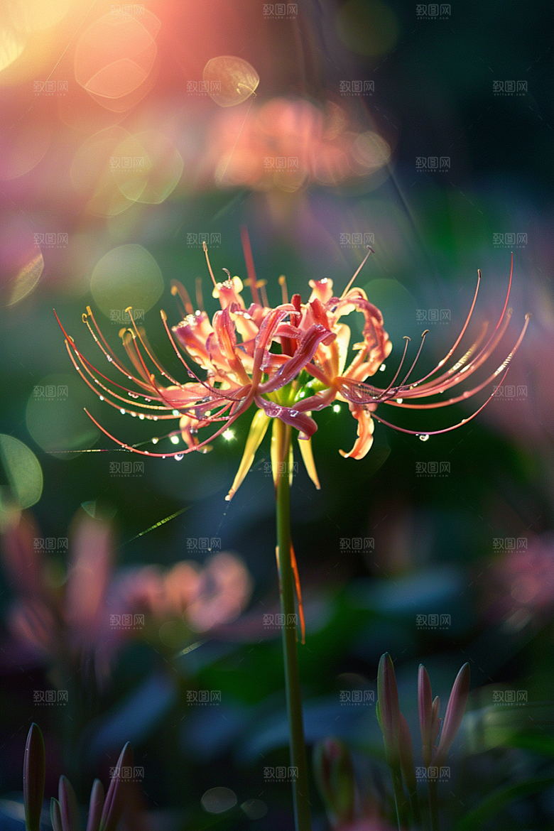 彼岸花曼殊沙华花朵摄影图