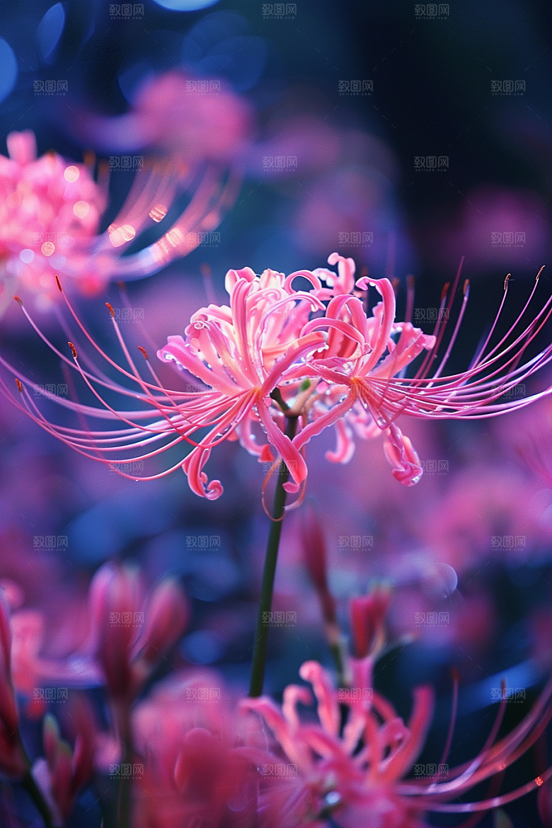 彼岸花花朵植物摄影图