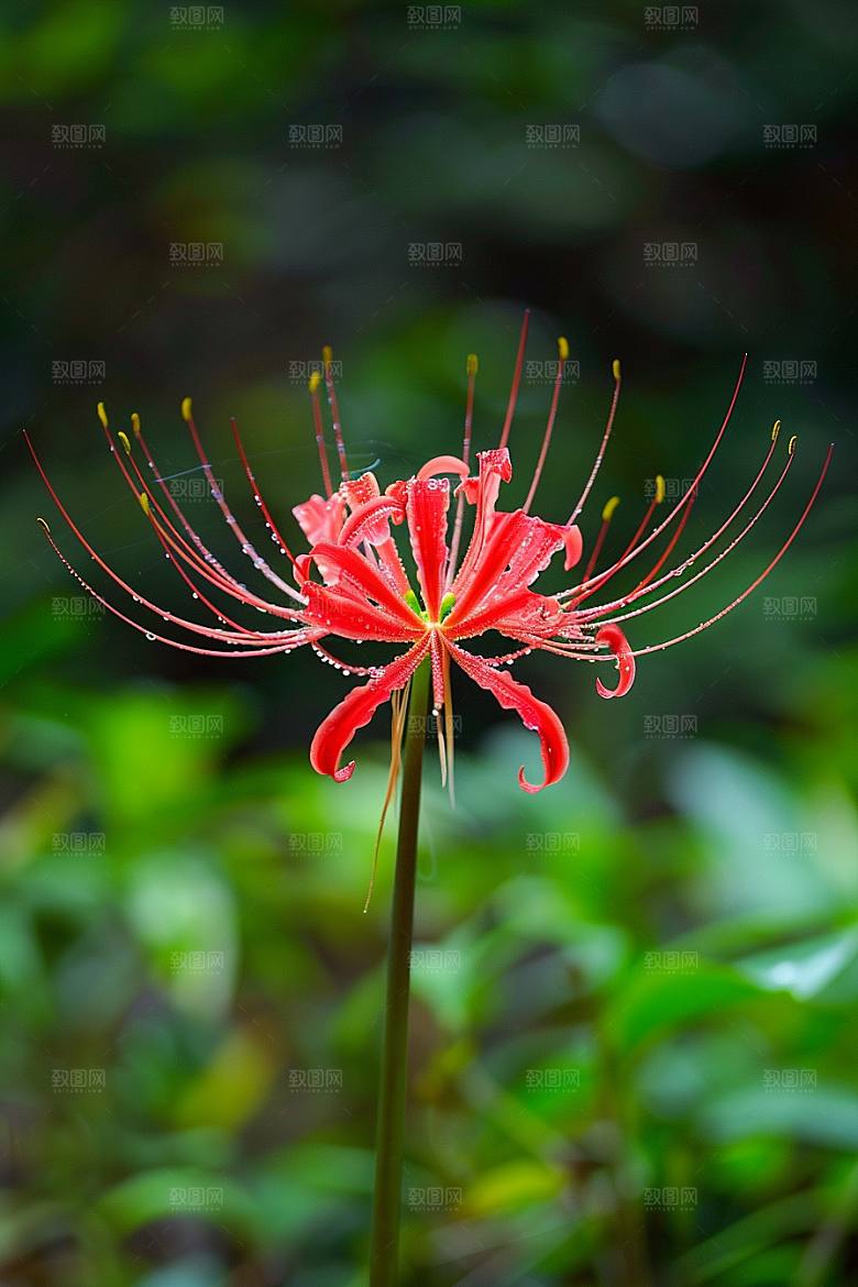 彼岸花唯美优雅摄影图