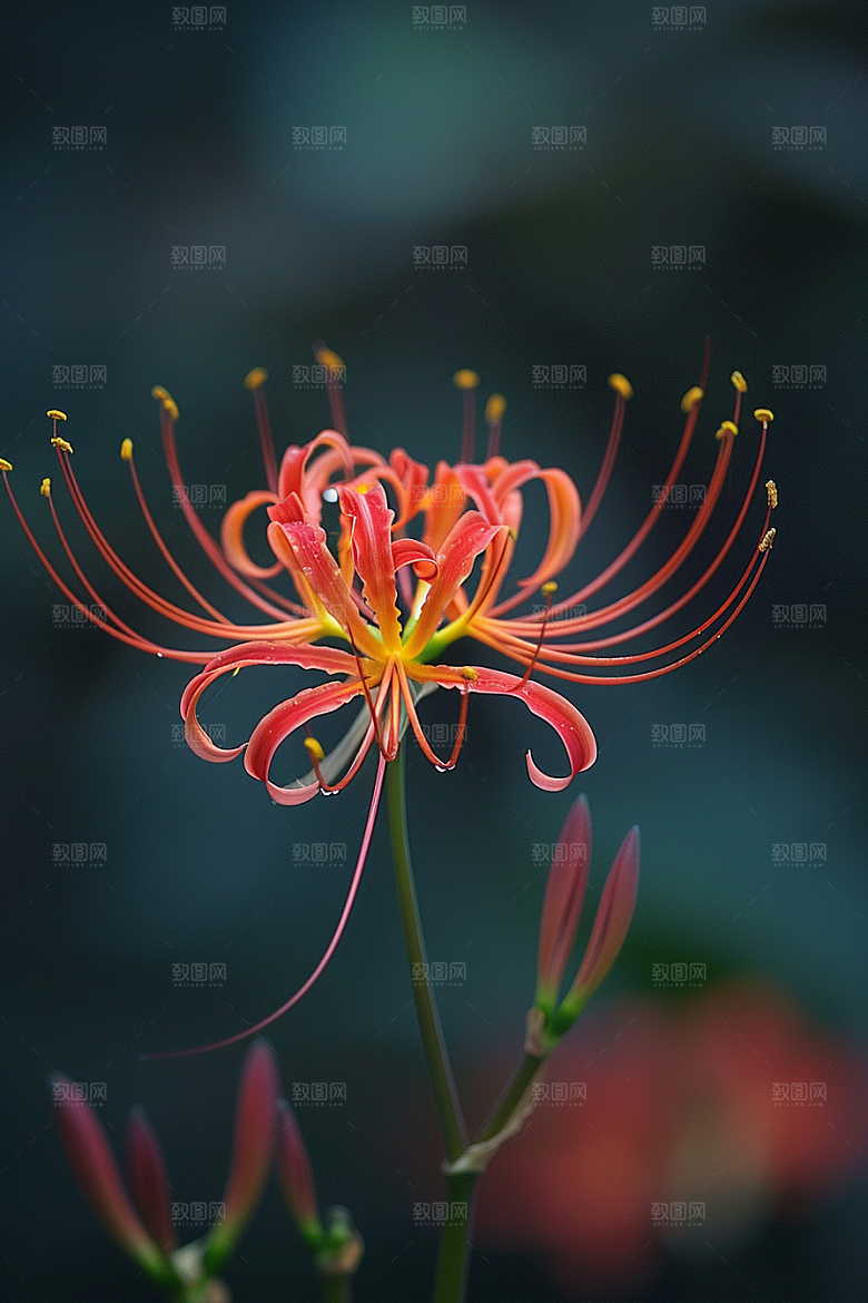 彼岸花植物花朵摄影图