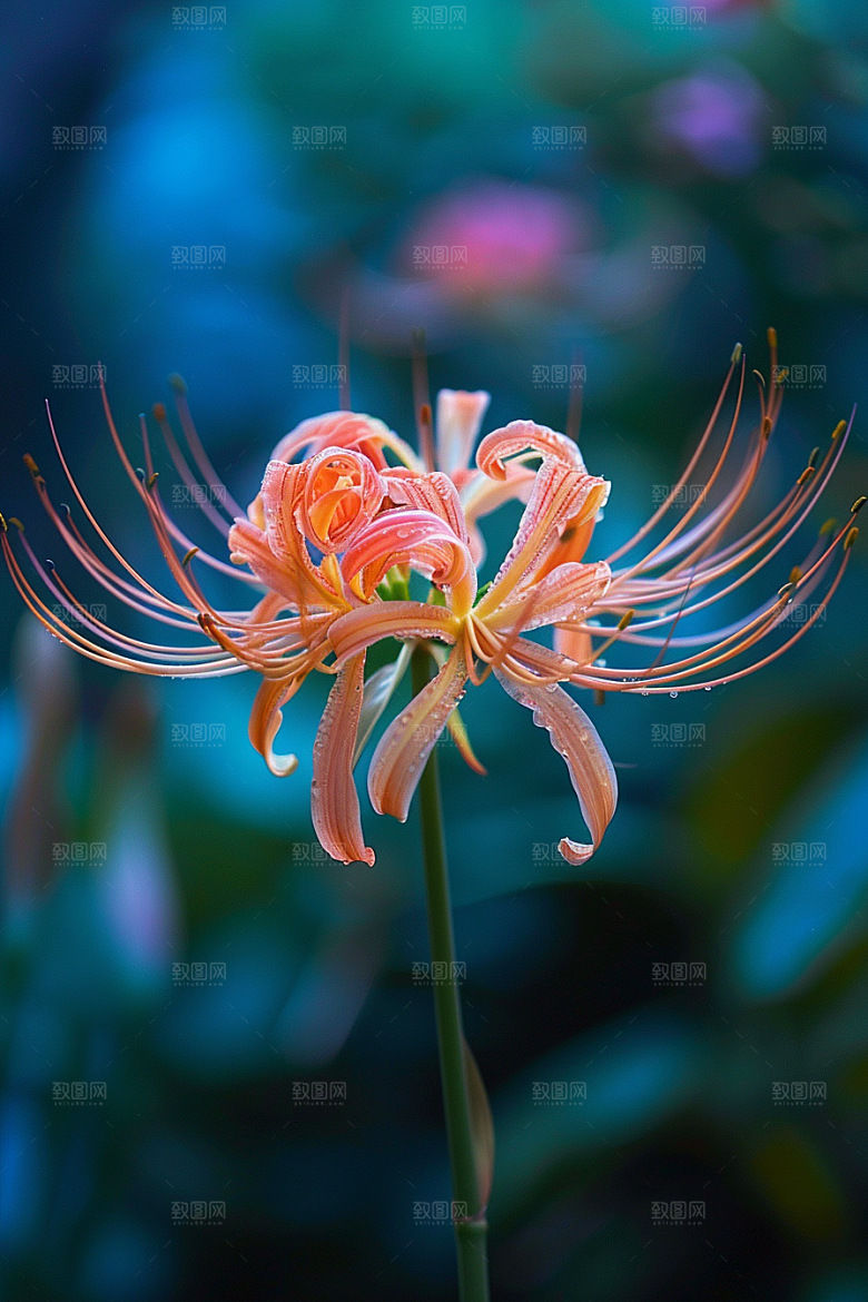 彼岸花初夏自然摄影图