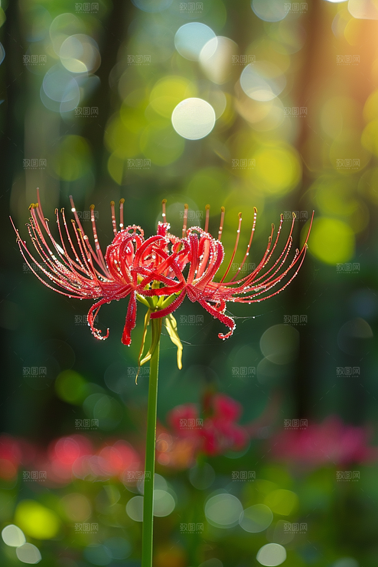 彼岸花唯美花卉摄影图