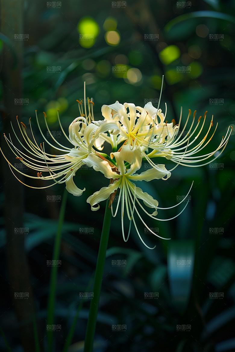 彼岸花特写花卉摄影图