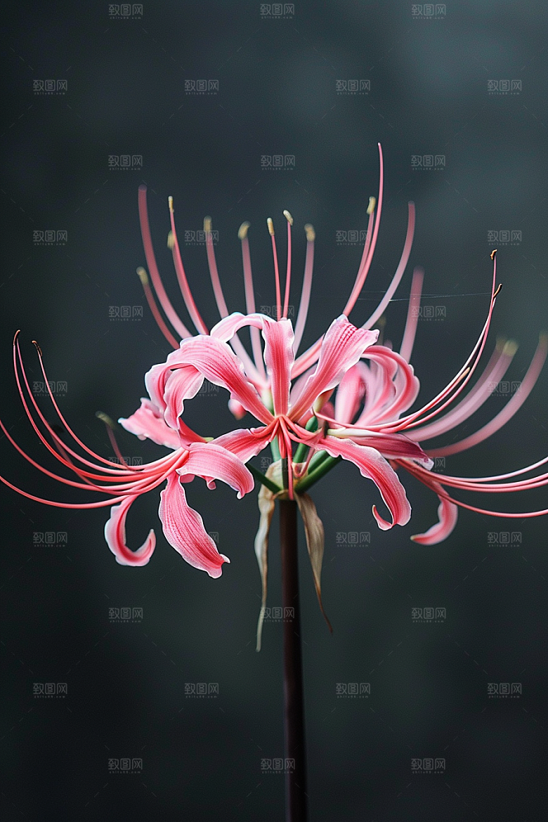 彼岸花特写花朵摄影图