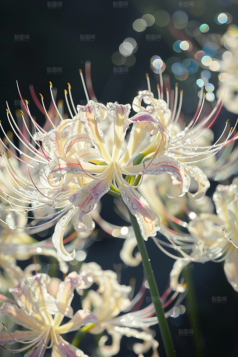 彼岸花自然冥界之花摄影图
