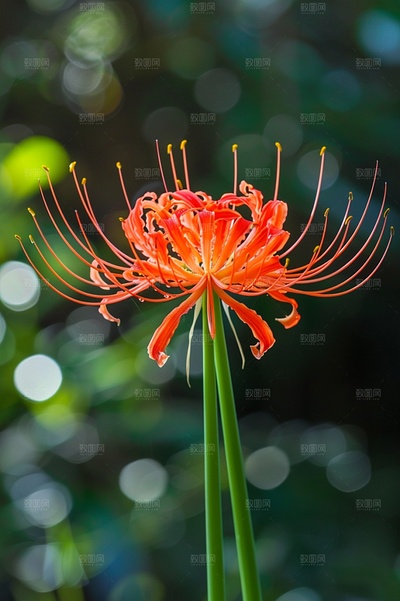 彼岸花冥界之花自然摄影图