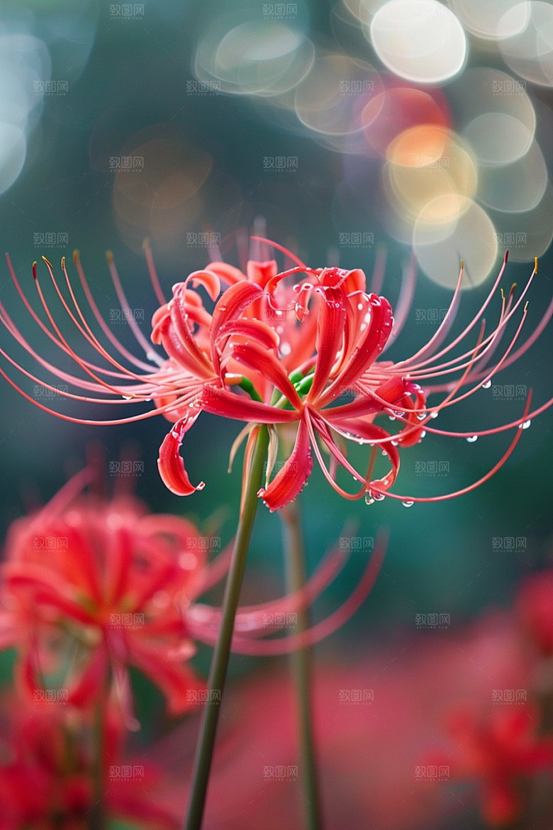 彼岸花冥界之花优雅摄影图