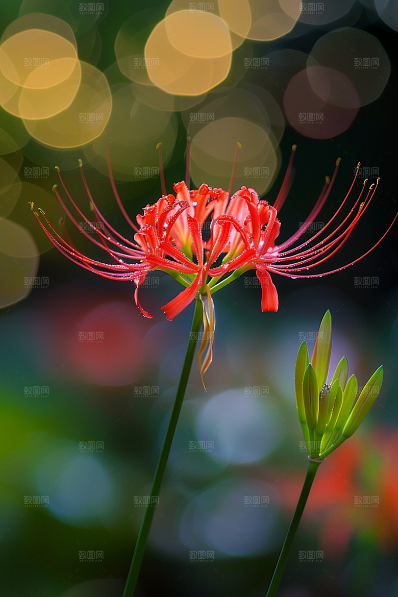 彼岸花花卉高清摄影图