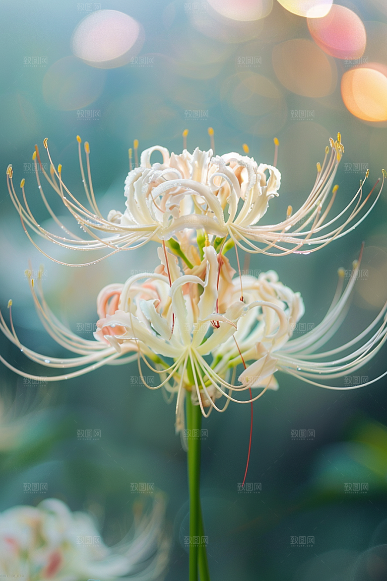 彼岸花高清植物摄影图