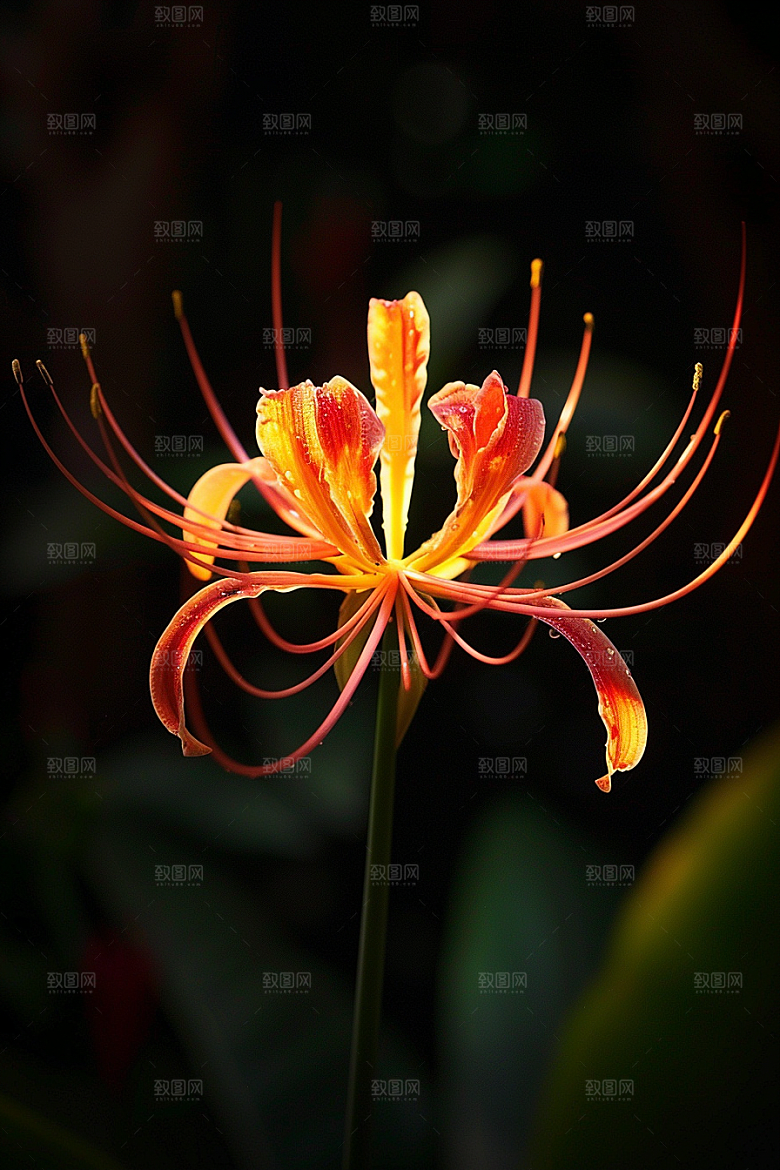 彼岸花特写花卉摄影图