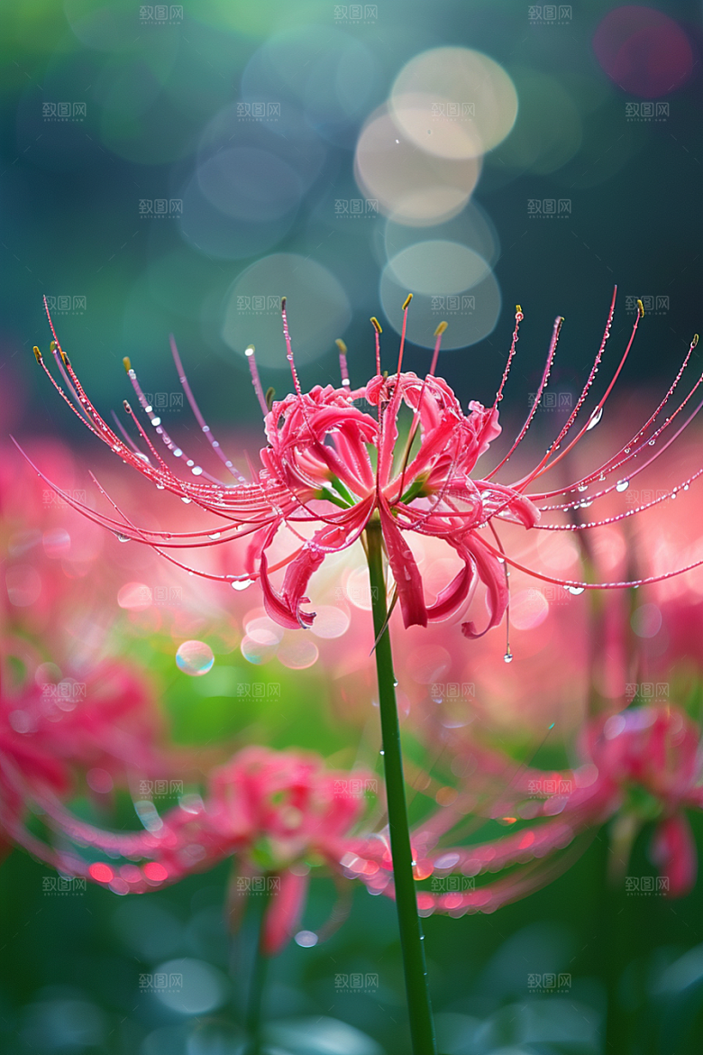 彼岸花初夏优雅摄影图