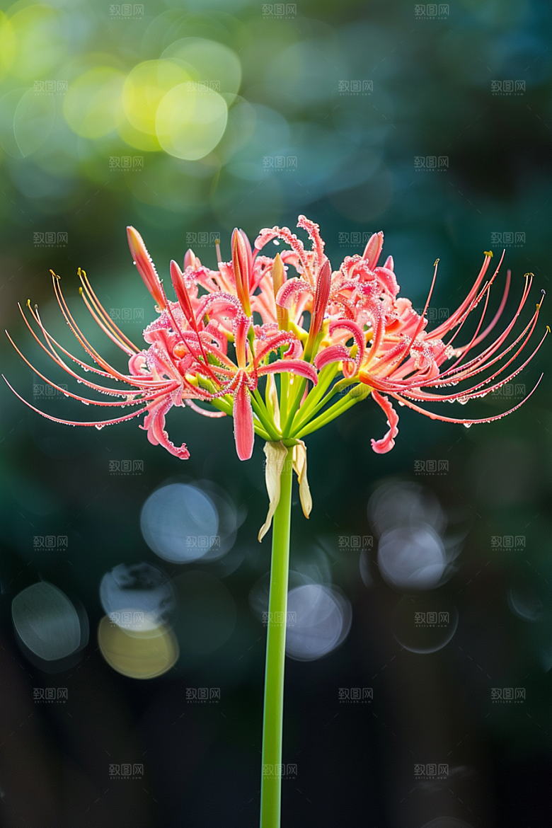 彼岸花冥界之花初夏摄影图