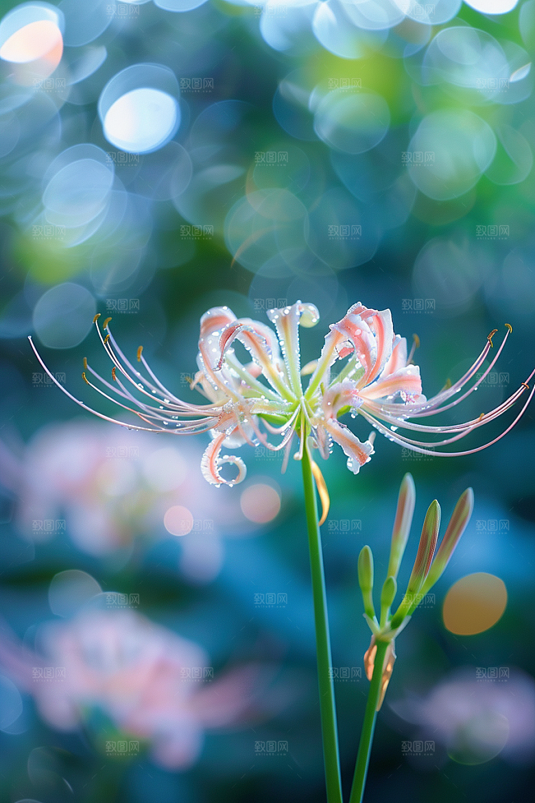 彼岸花植物优雅摄影图
