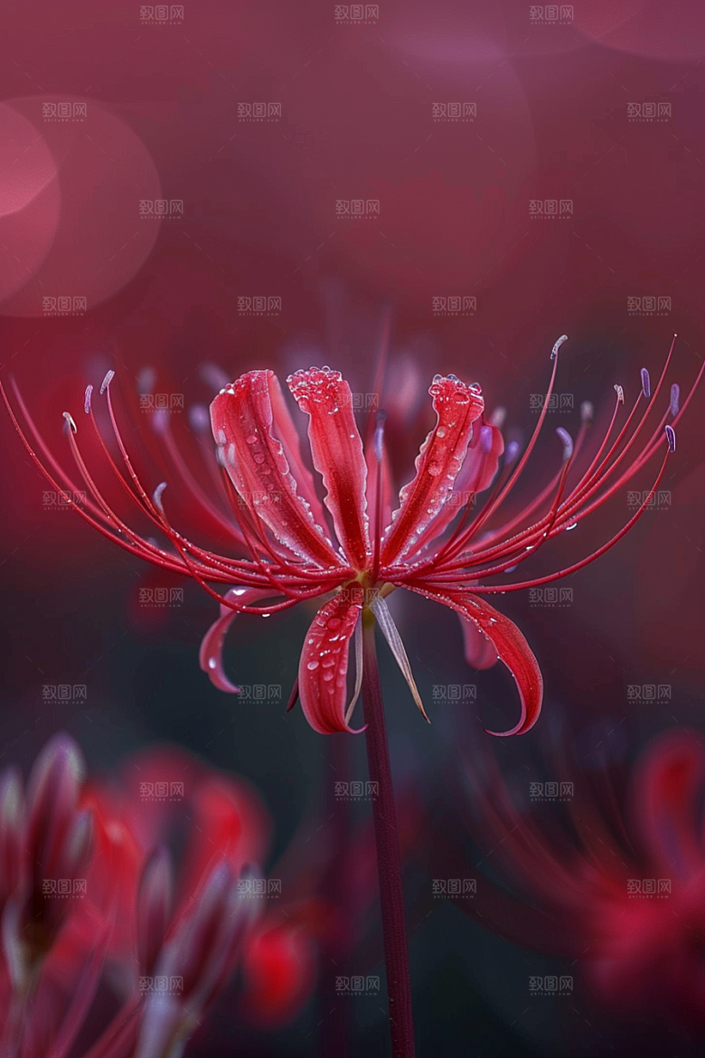 彼岸花石蒜花卉摄影图