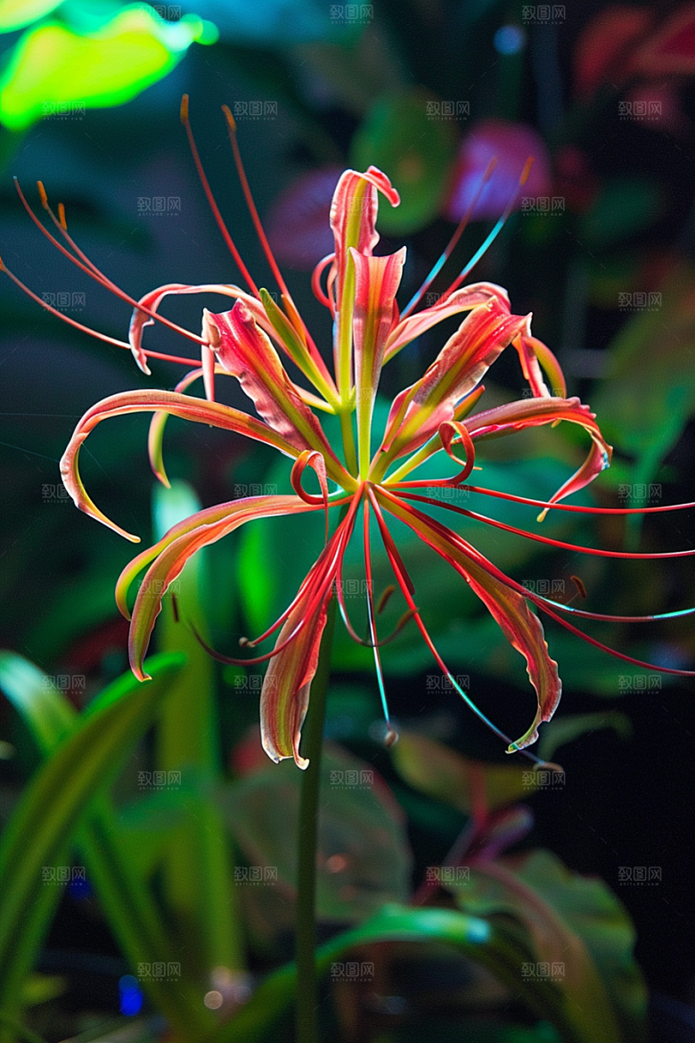 彼岸花曼殊沙华花朵摄影图
