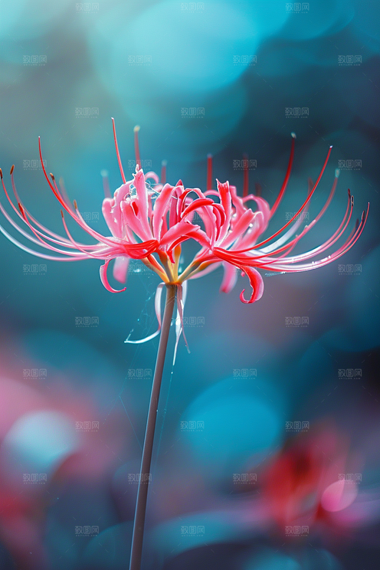 彼岸花花朵石蒜摄影图