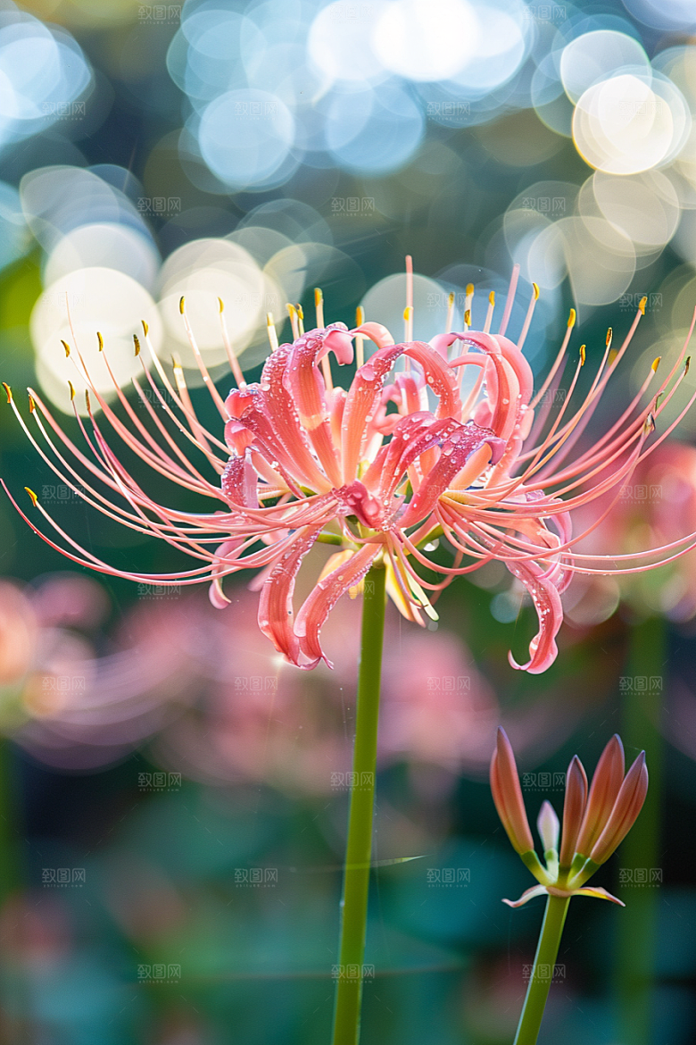 彼岸花石蒜花卉摄影图