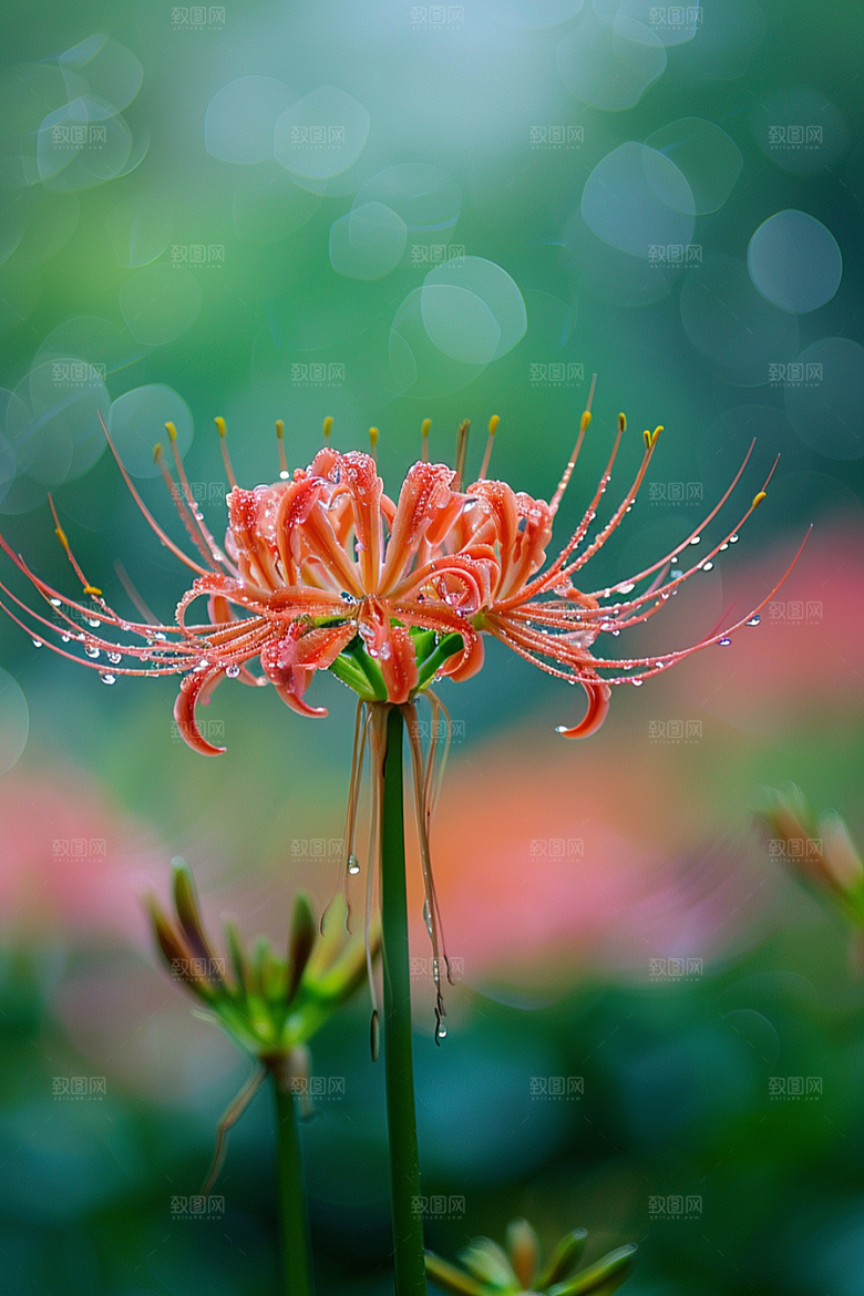 彼岸花曼殊沙华花朵摄影图