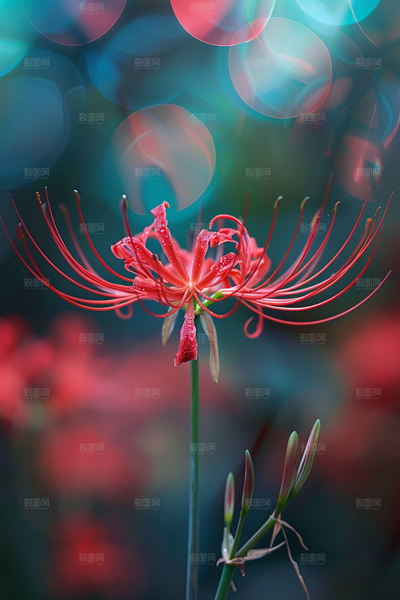 彼岸花石蒜特写摄影图