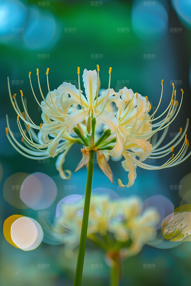 彼岸花花朵优雅摄影图