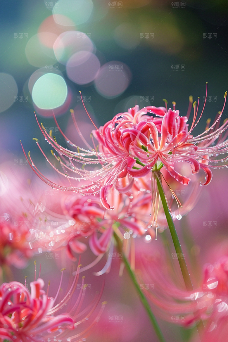 彼岸花高清花卉摄影图