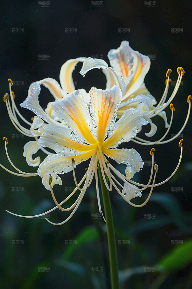 彼岸花初夏曼殊沙华摄影图