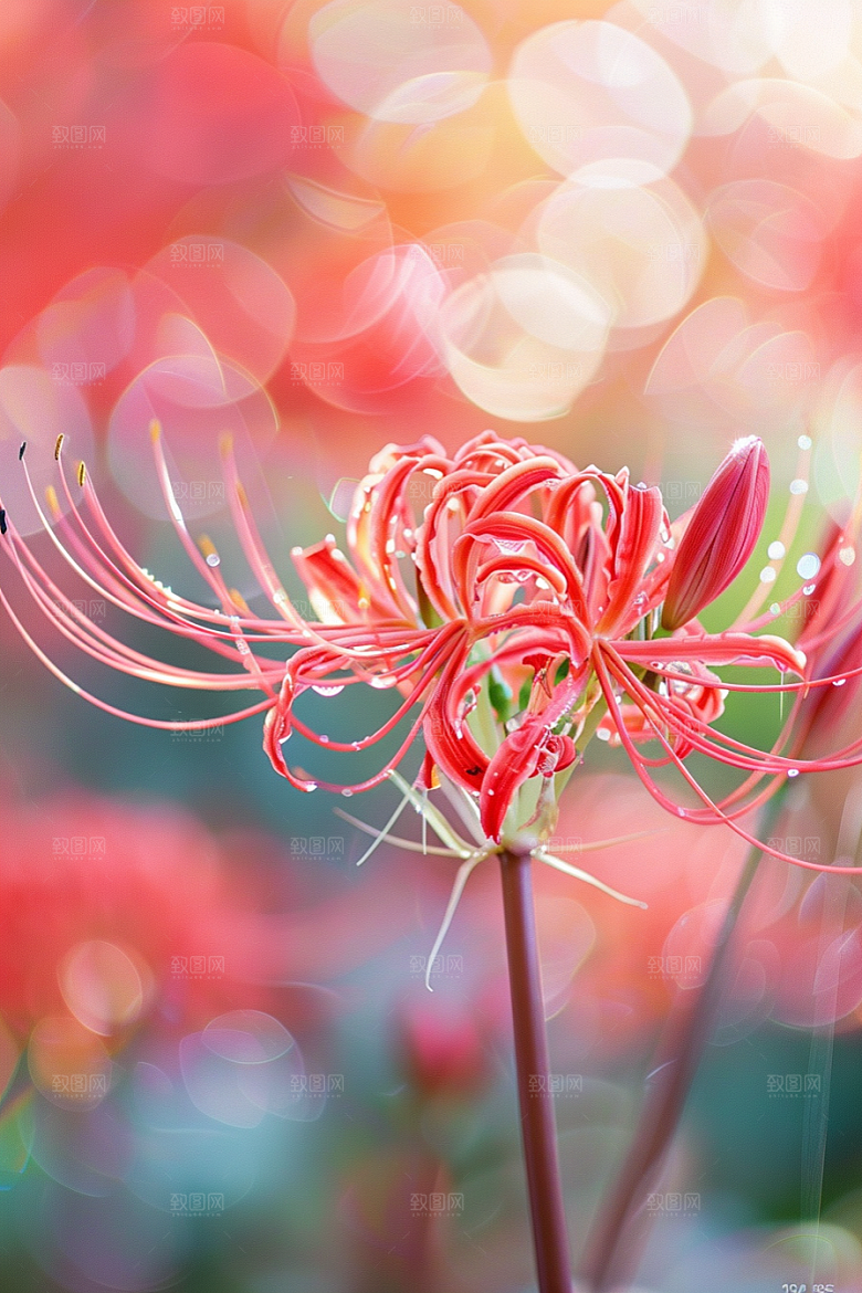 彼岸花花朵高清摄影图