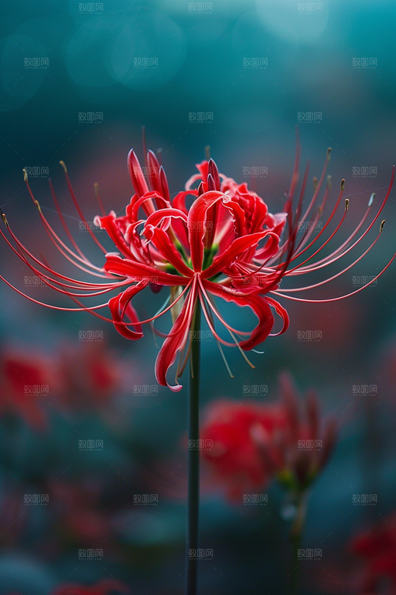 彼岸花花朵自然摄影图