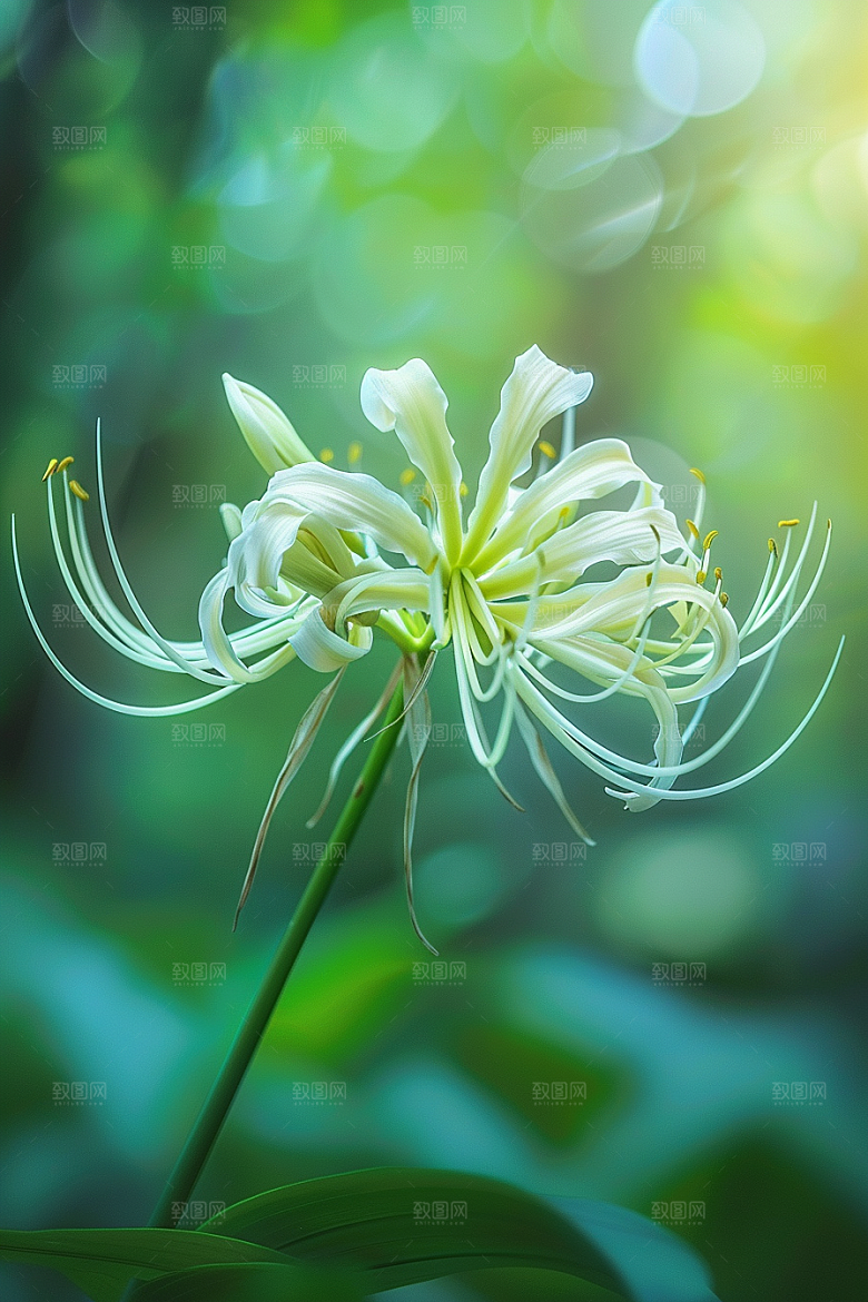 彼岸花花朵植物摄影图