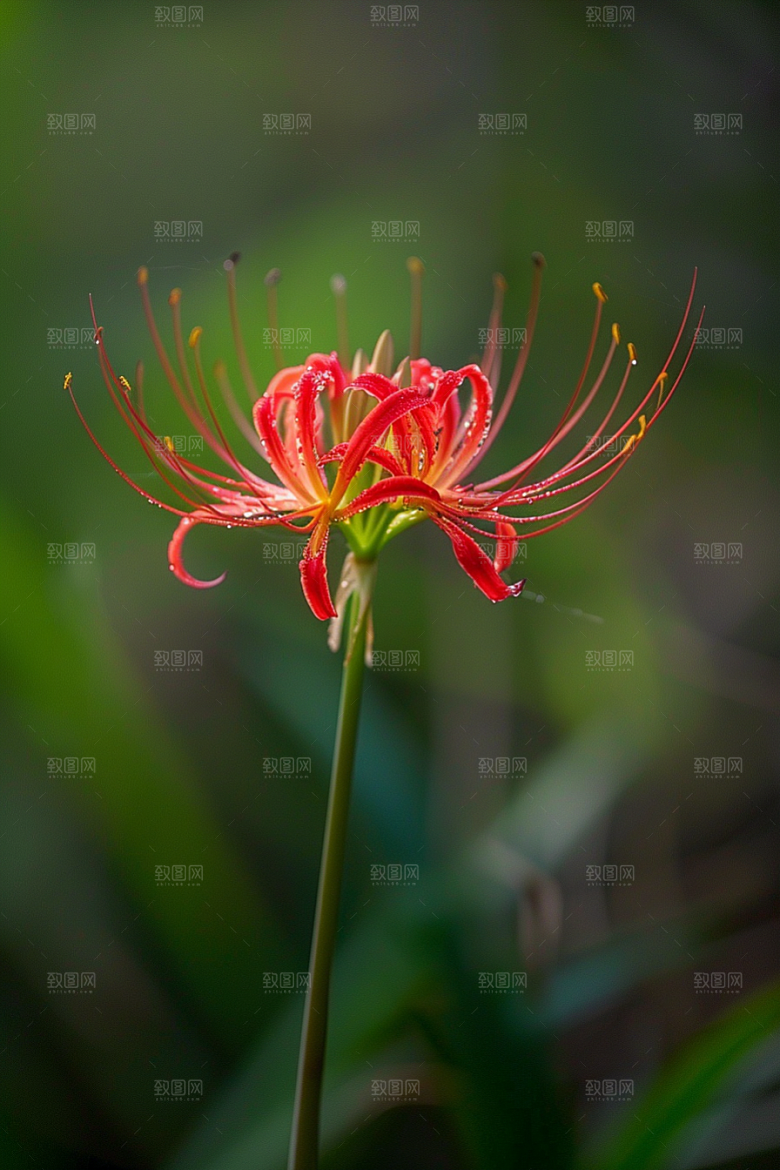 彼岸花唯美花卉摄影图