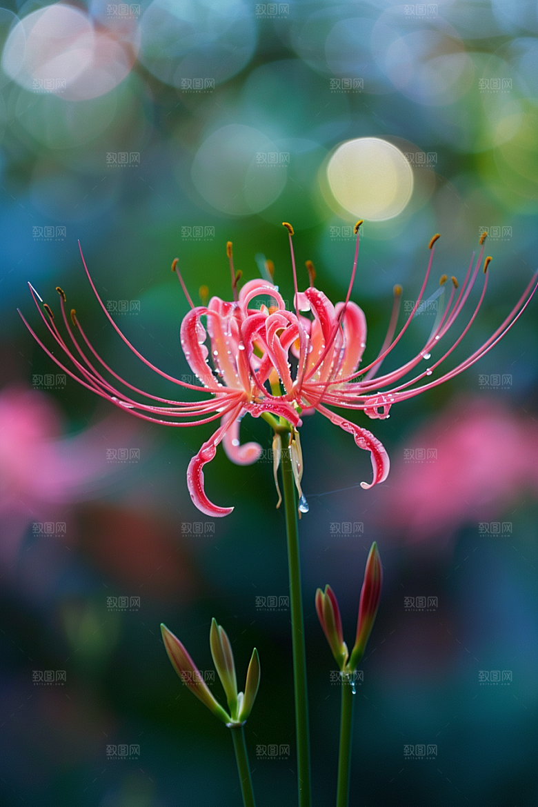彼岸花石蒜自然摄影图