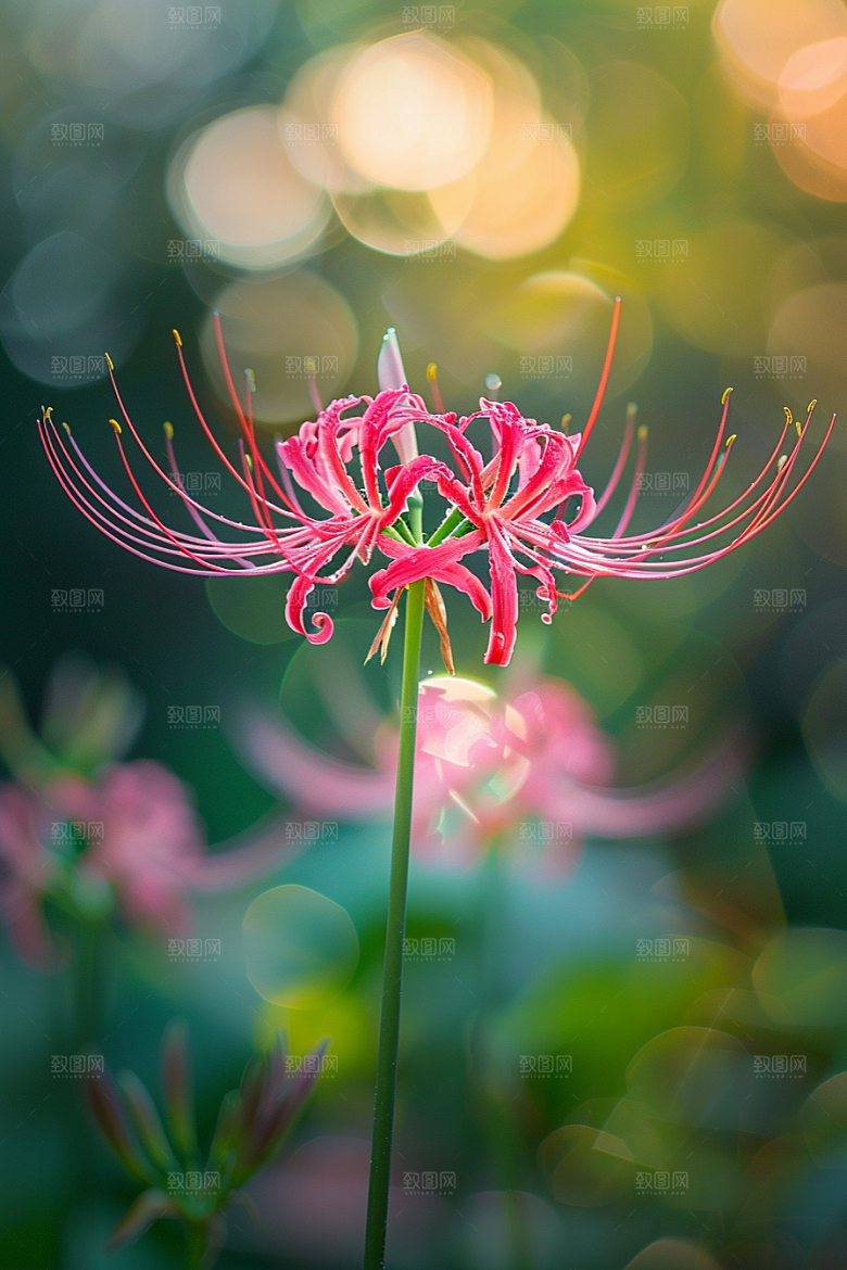 彼岸花冥界之花花朵摄影图