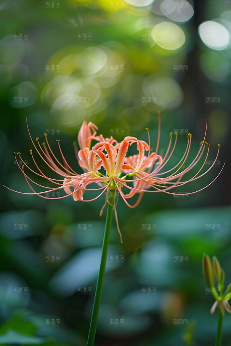 彼岸花植物花卉摄影图
