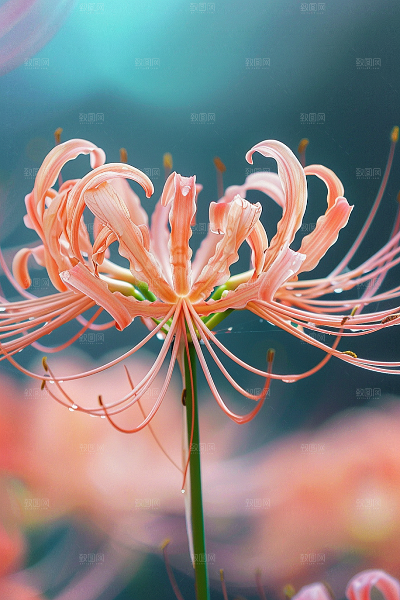 彼岸花花朵优雅摄影图