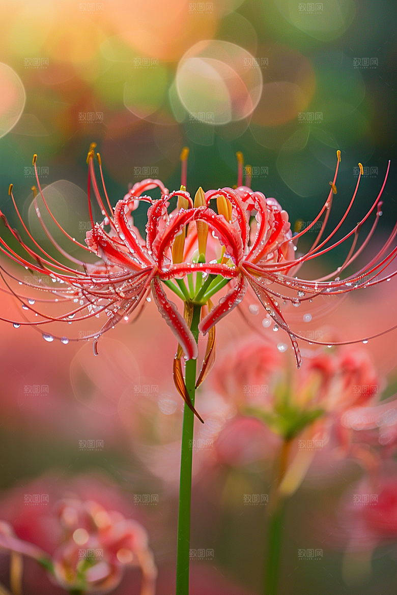 彼岸花花卉植物摄影图