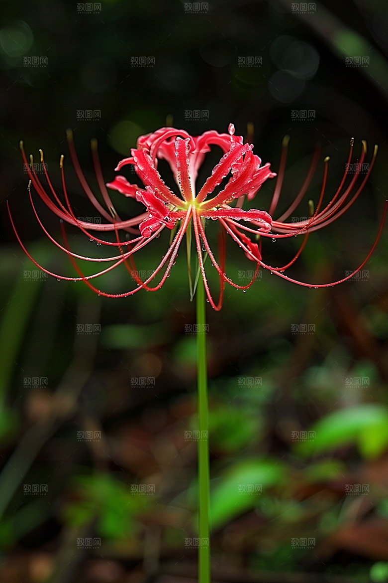 彼岸花石蒜花朵摄影图