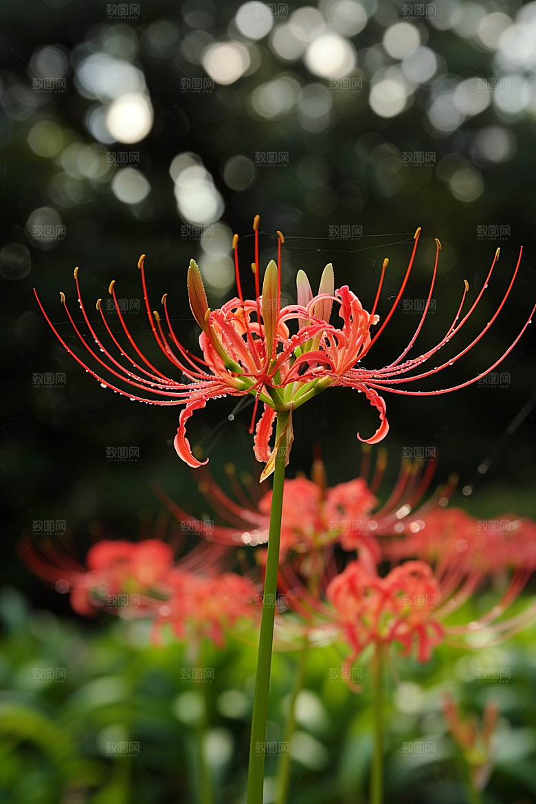 彼岸花花卉花朵摄影图