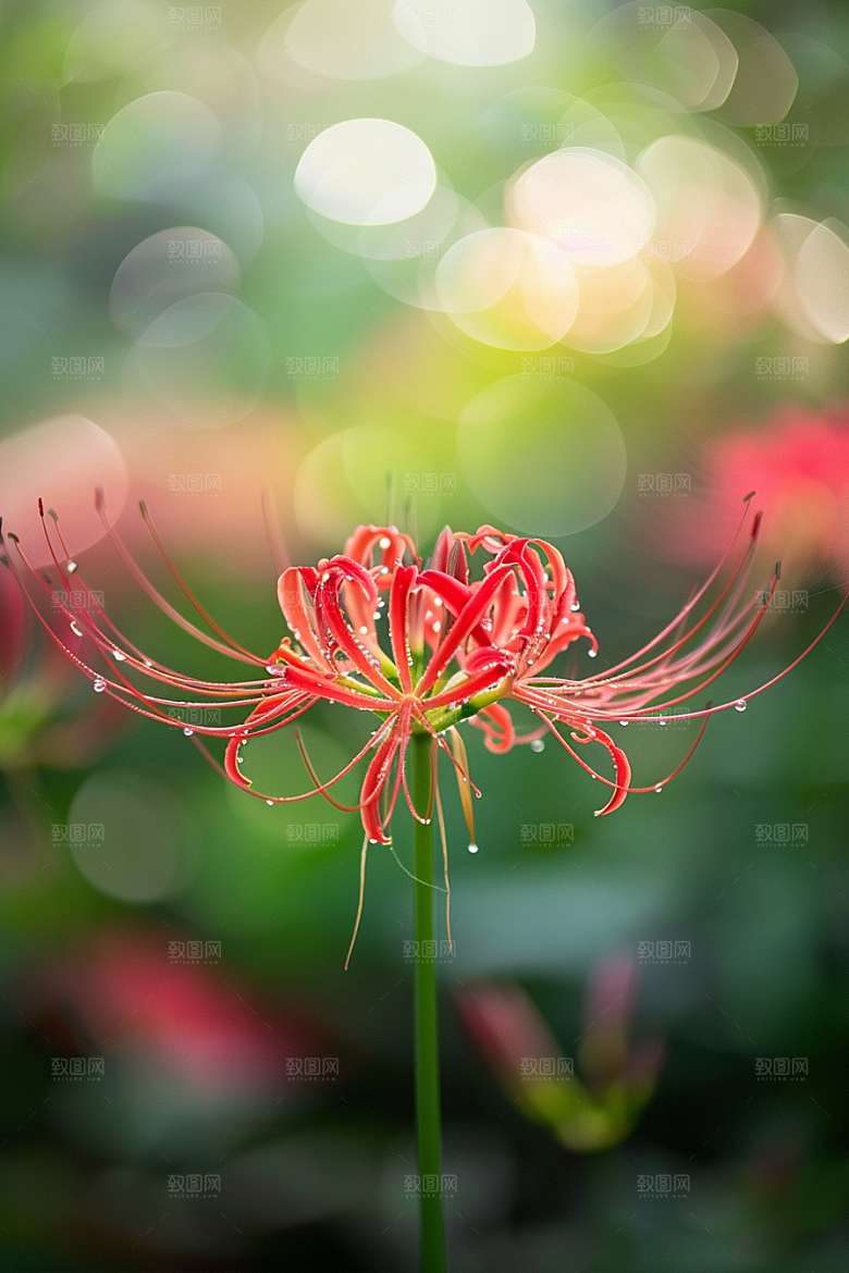 彼岸花花朵曼殊沙华摄影图