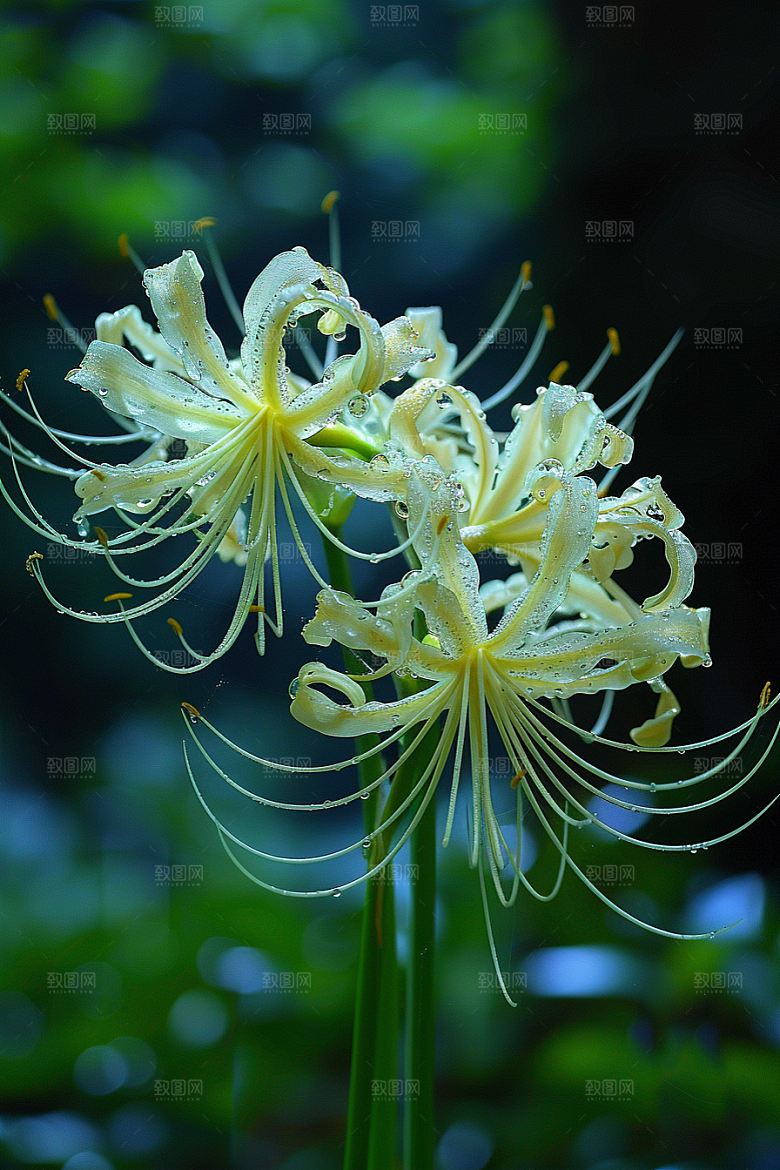 彼岸花花朵优雅摄影图