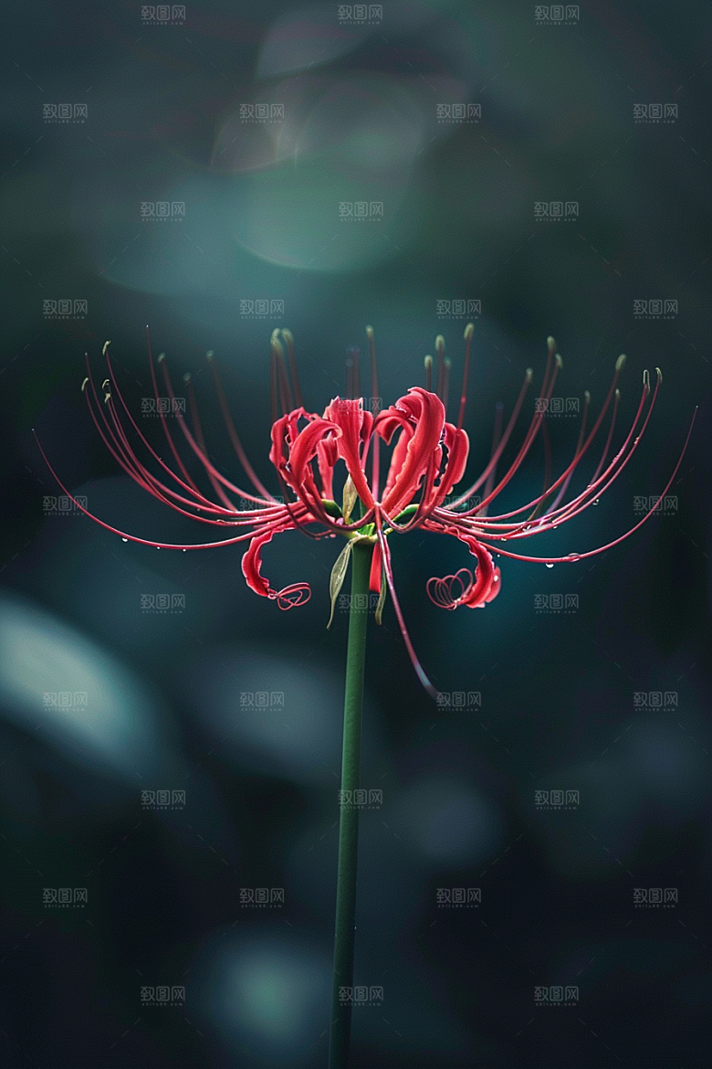 彼岸花花朵植物摄影图