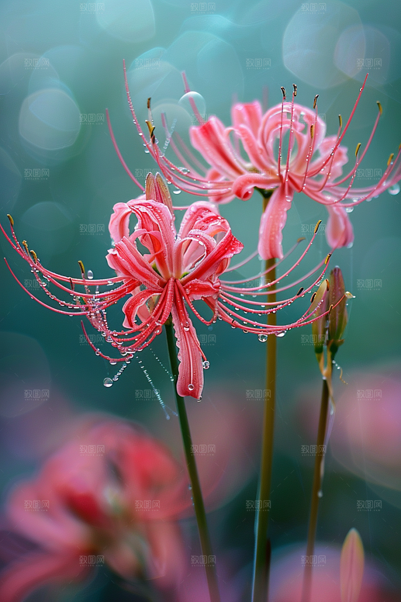 彼岸花特写植物摄影图