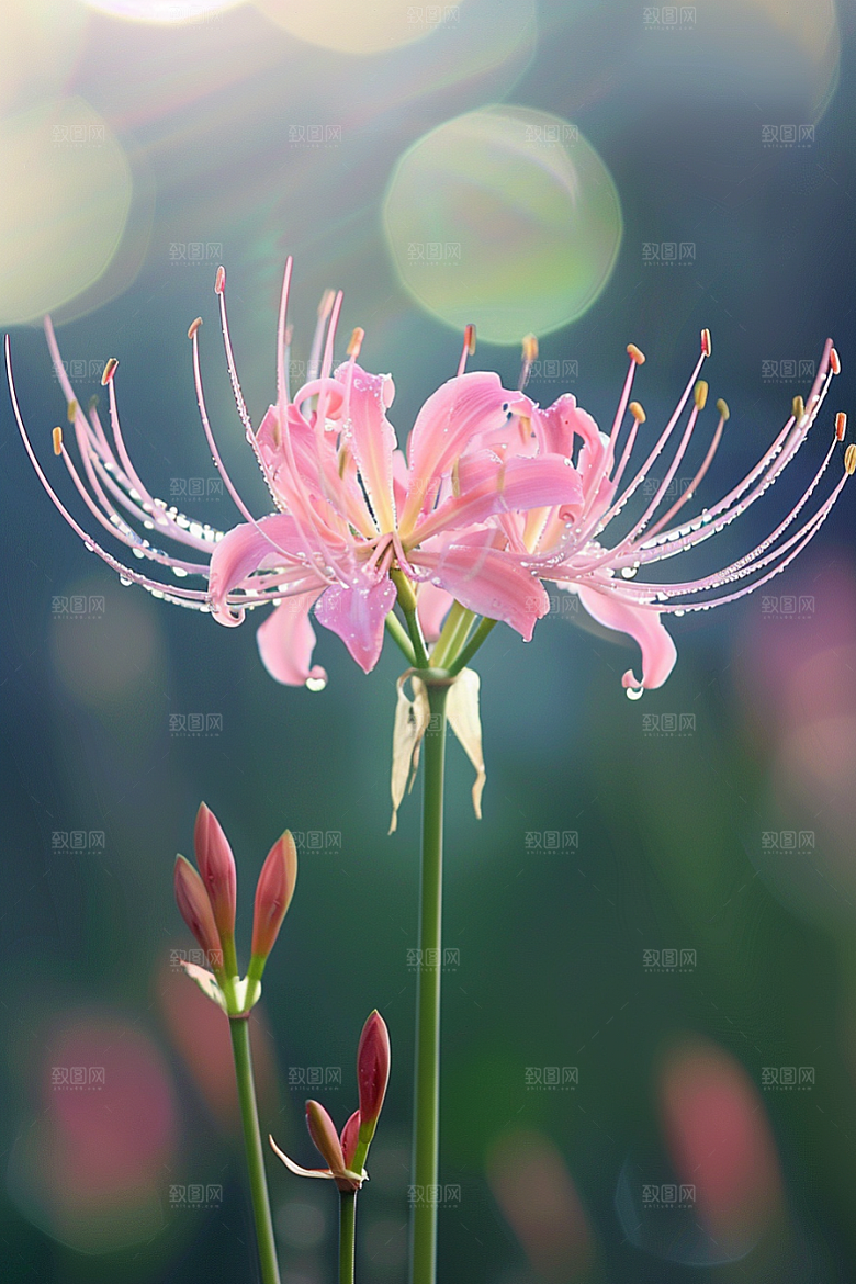 彼岸花特写曼殊沙华摄影图