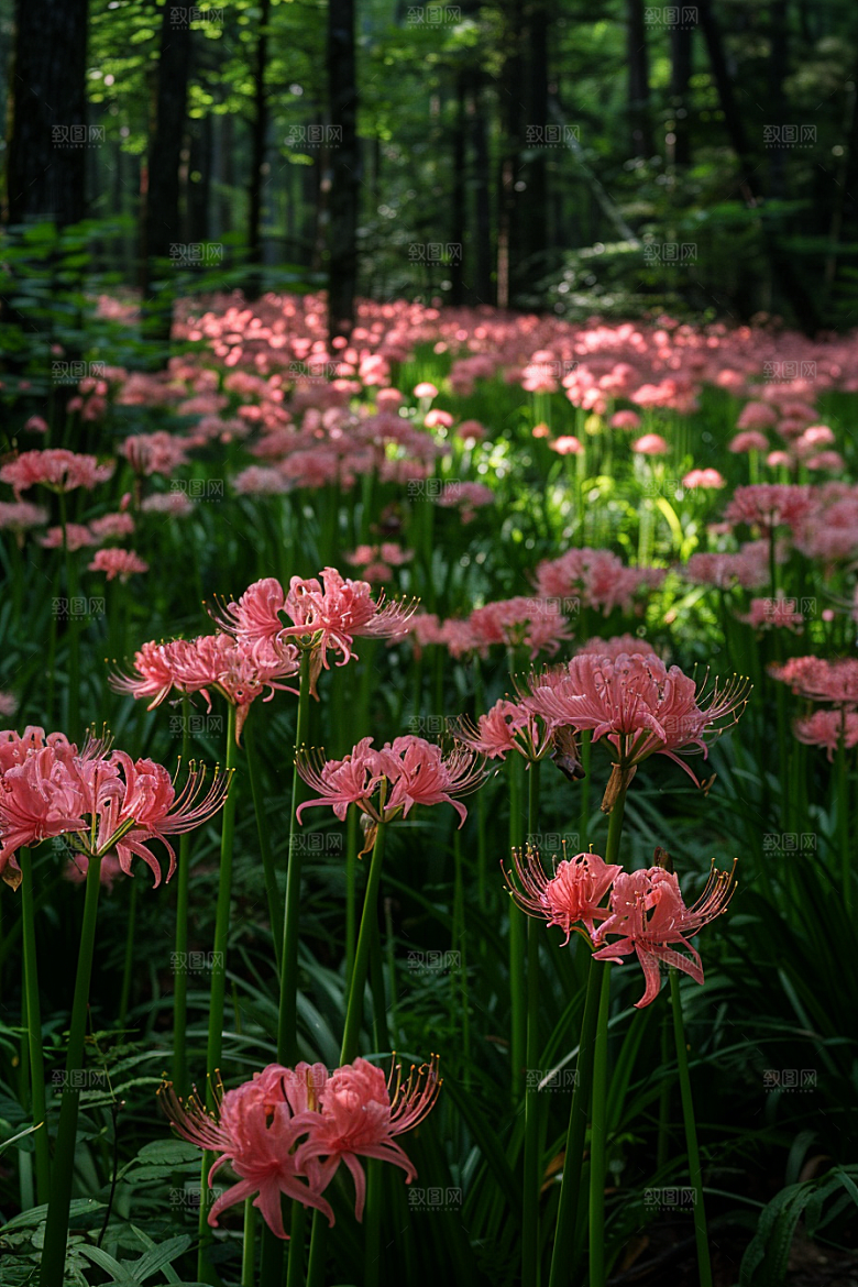 彼岸花花朵自然摄影图